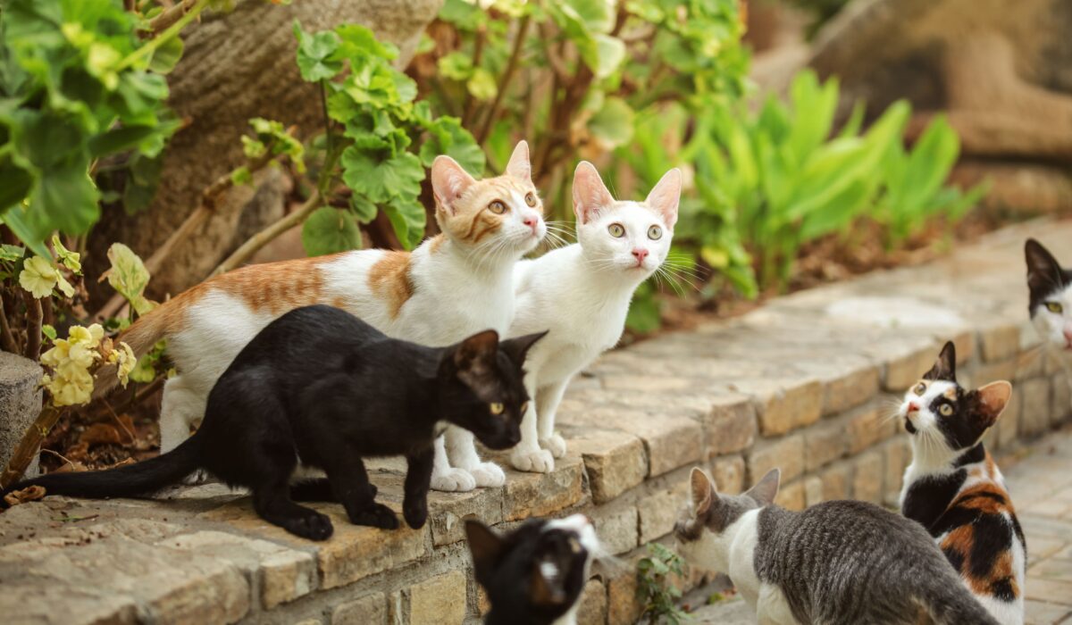 Comment bien s’occuper d’un chat errant recueilli ?