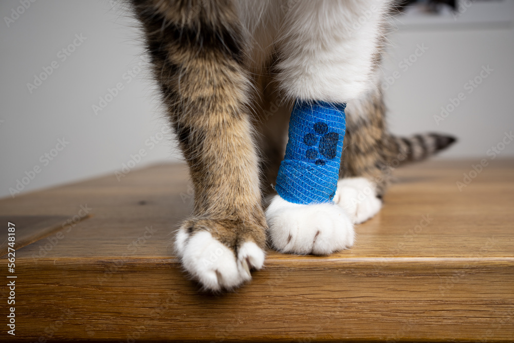 Chat âgé