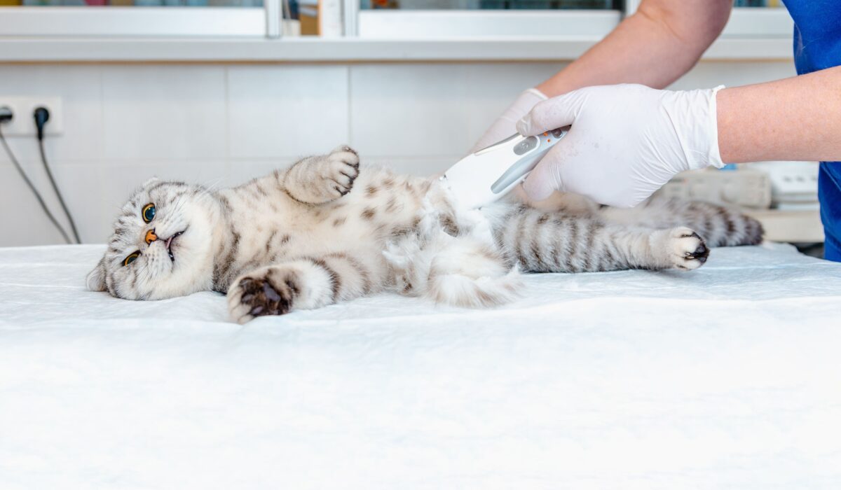 Pourquoi faire stériliser son chat ?