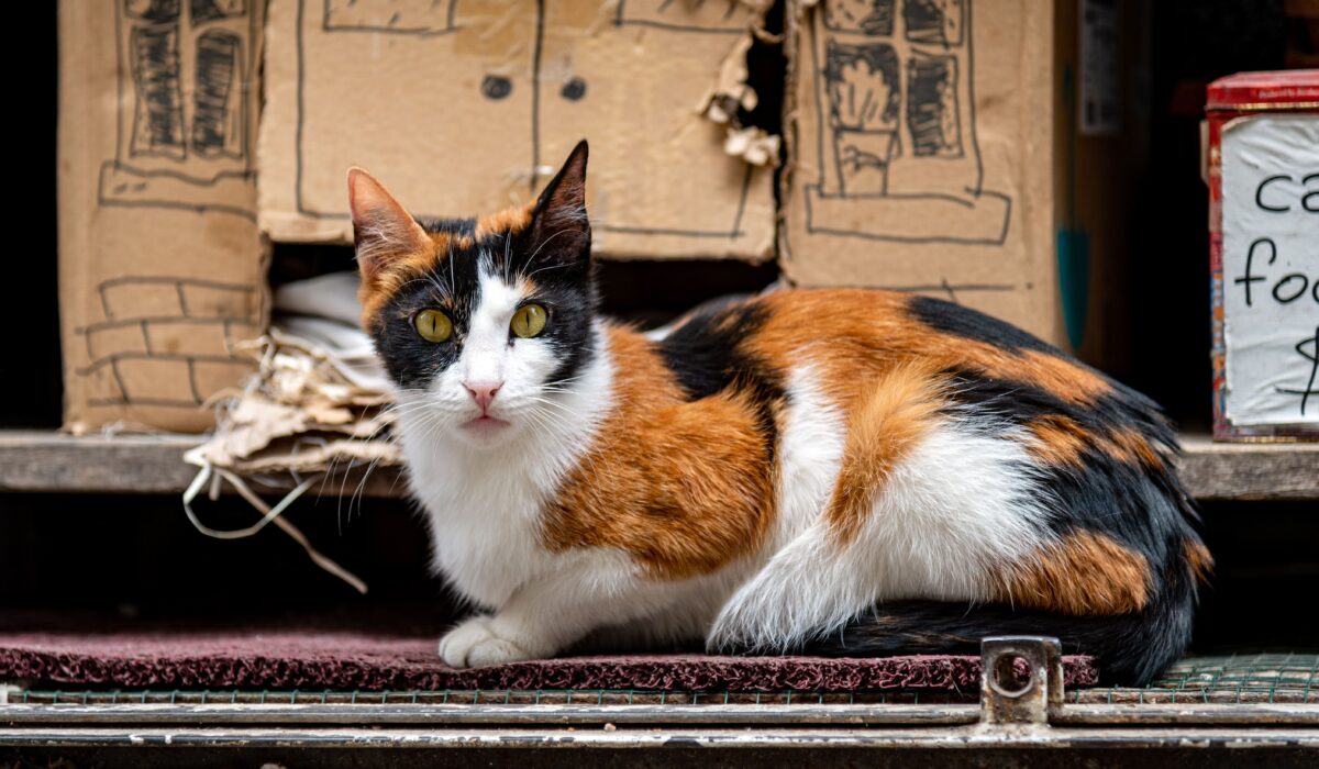 Pourquoi tous les chats errants ne peuvent pas être adoptés ?