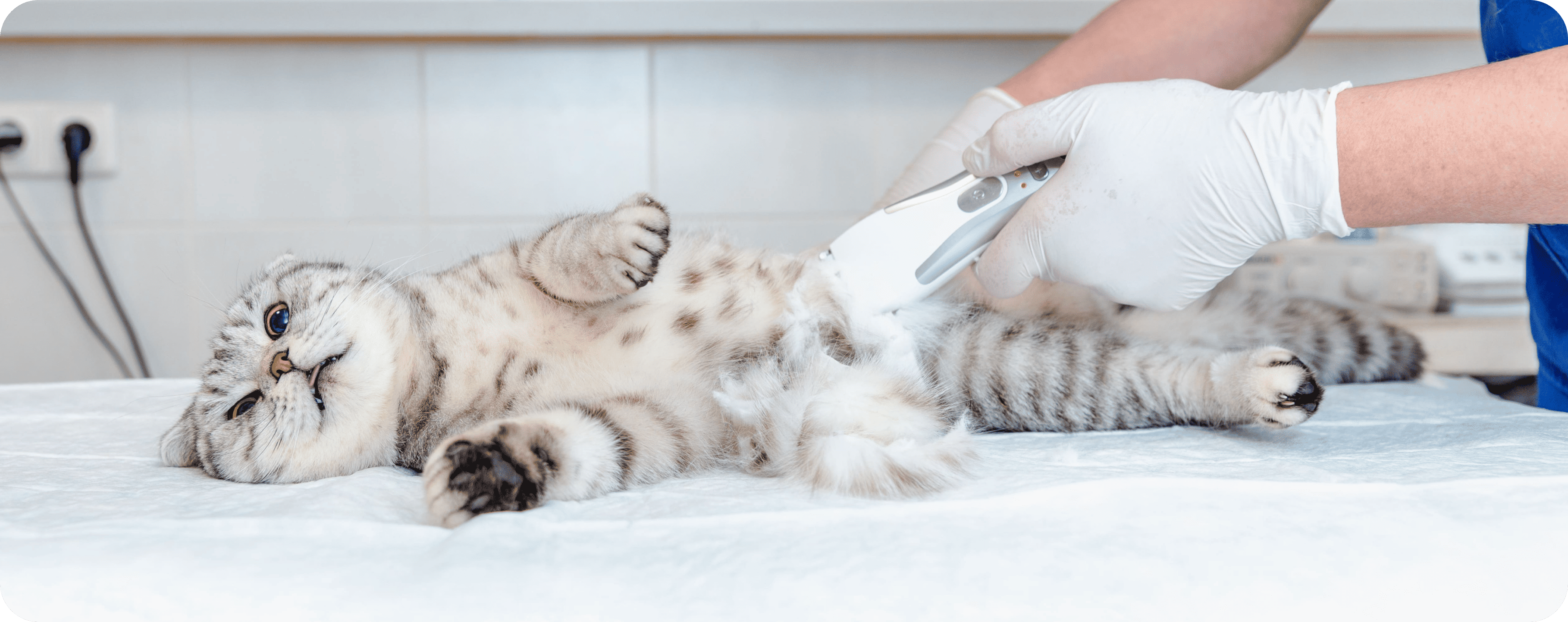 Chat errant au calme dans un foyer temporaire – comment accueillir un chat de la rue
